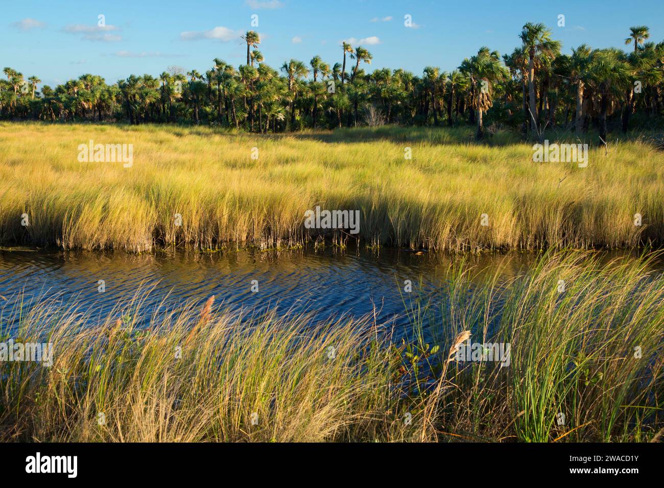 Wetland along Black Point Wildlife Drive, Merritt Island National Wildlife Refuge, Florida Stock Photo