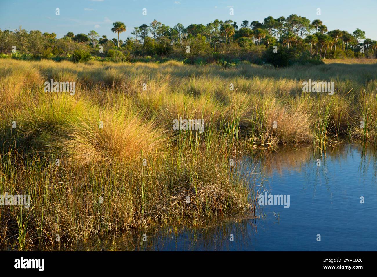 Wetland along Black Point Wildlife Drive, Merritt Island National Wildlife Refuge, Florida Stock Photo