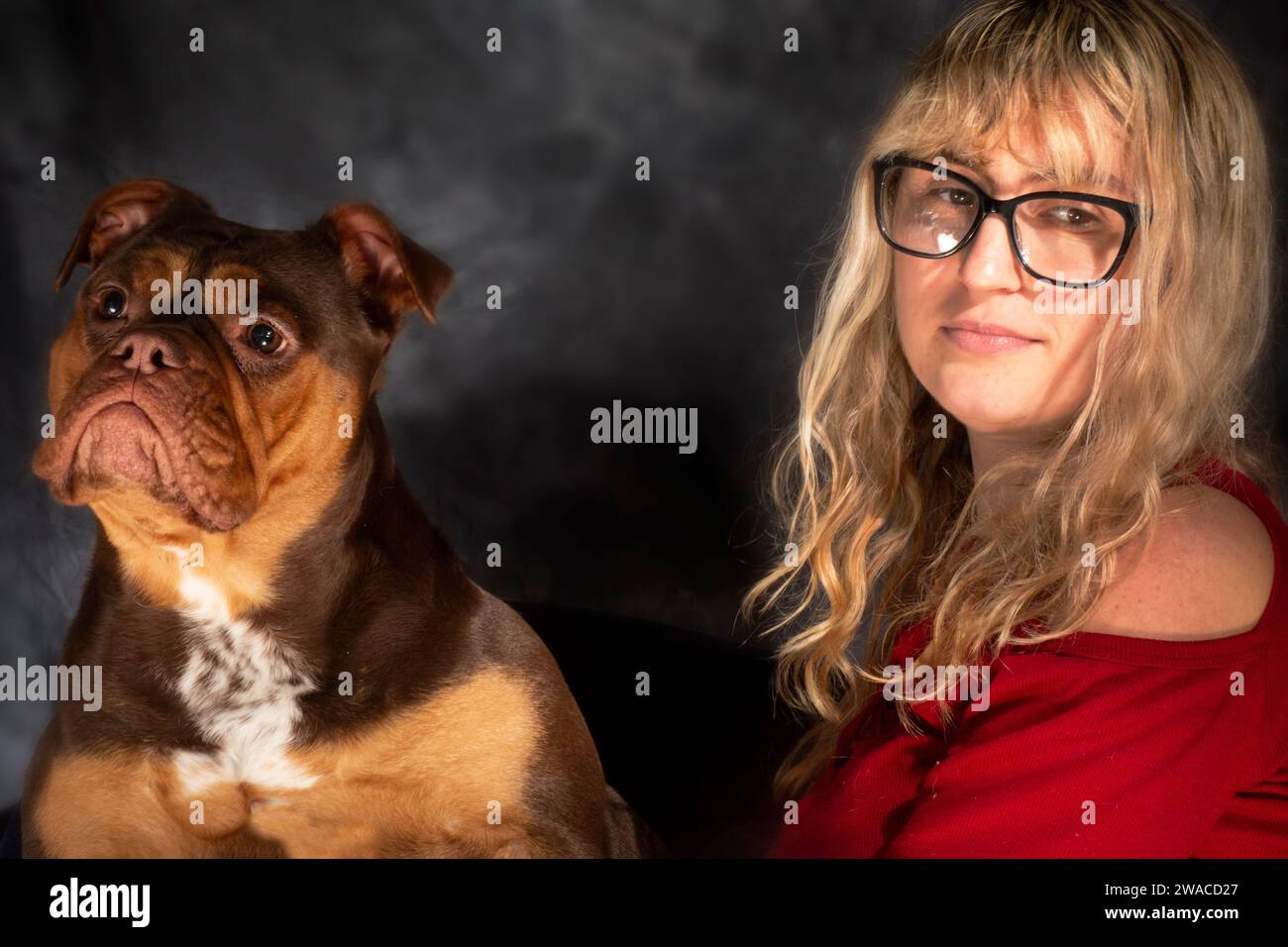 Gentle Giant Love: A heart-warming moment unfolds as this cute XL Bully showers affection on its owner, sharing kisses Stock Photo