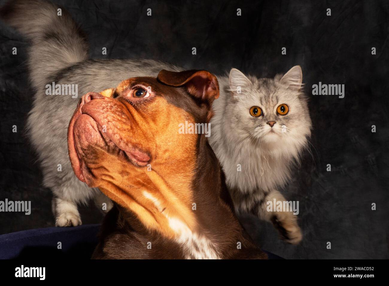 A stunning white Persian cat strikes a regal pose alongside a beautiful chocolate and fawn/golden English Bulldog Stock Photo