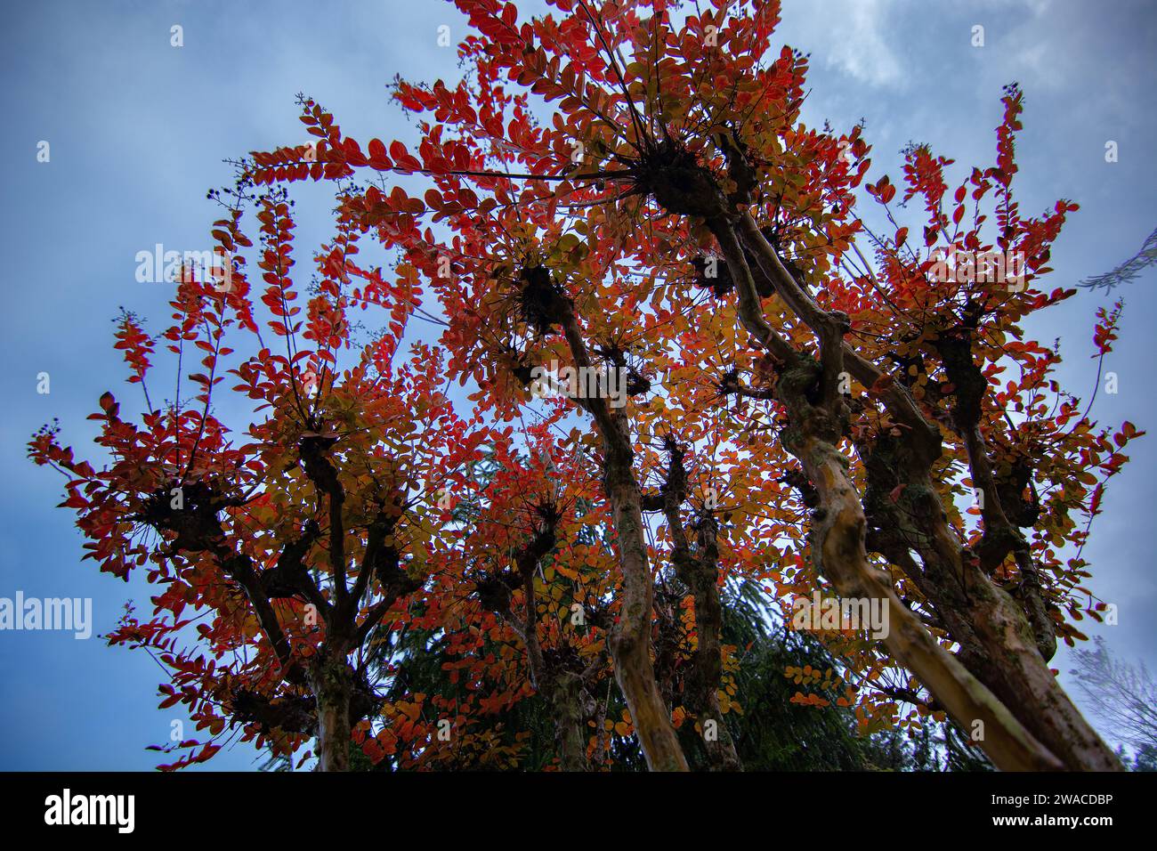 amazing colors of autumn in the forest Stock Photo - Alamy