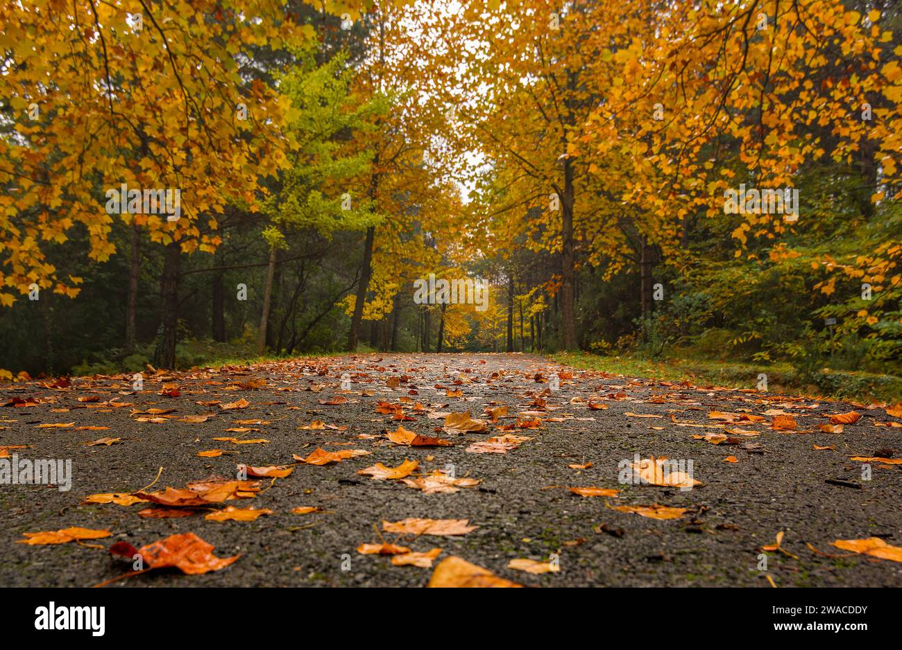 amazing colors of autumn in the forest Stock Photo - Alamy
