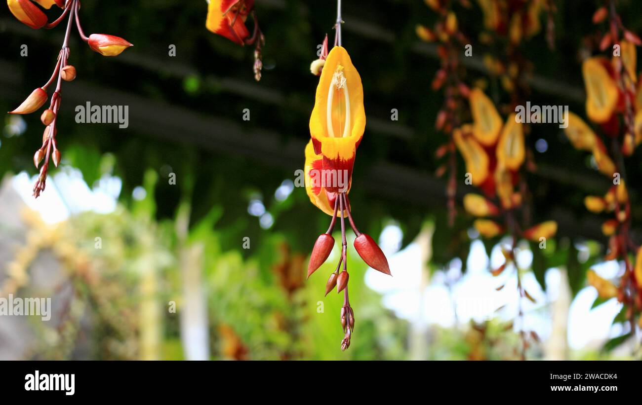 Strangely shaped Thunbergia mysolensis flowers blooming in a tropical forest Stock Photo