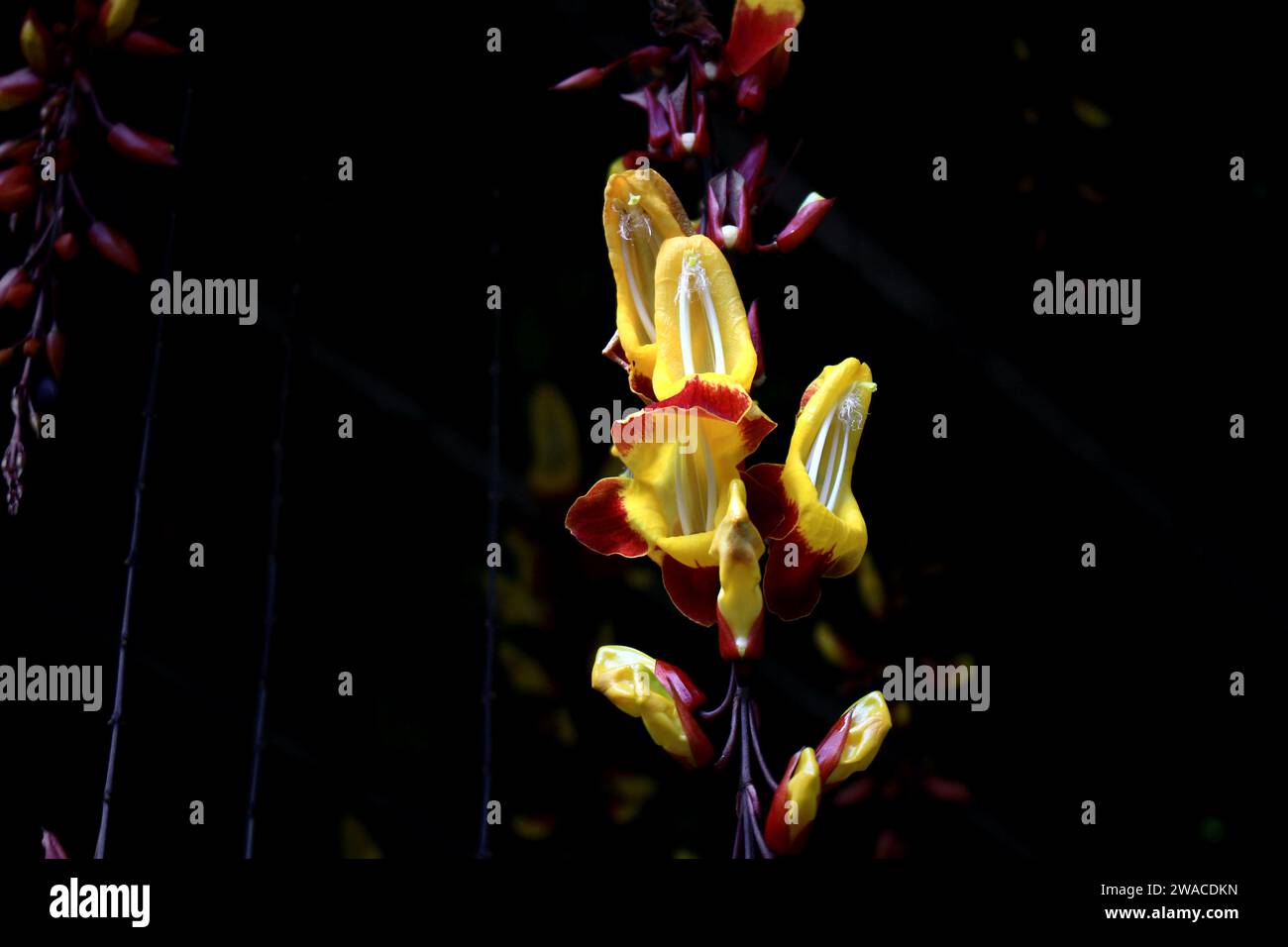 Strangely shaped Thunbergia mysolensis flowers blooming in a tropical forest Stock Photo