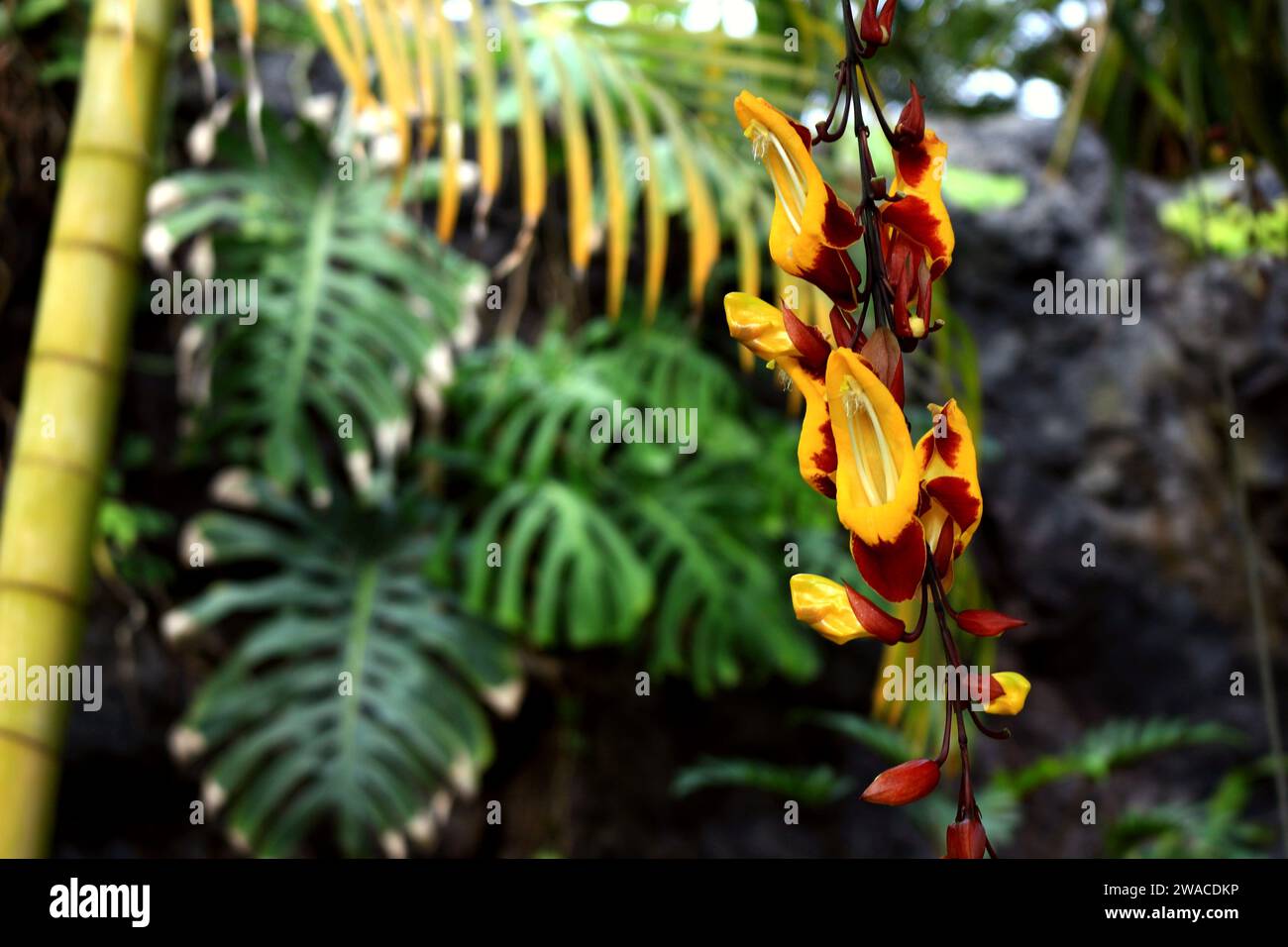 Strangely shaped Thunbergia mysolensis flowers blooming in a tropical forest Stock Photo