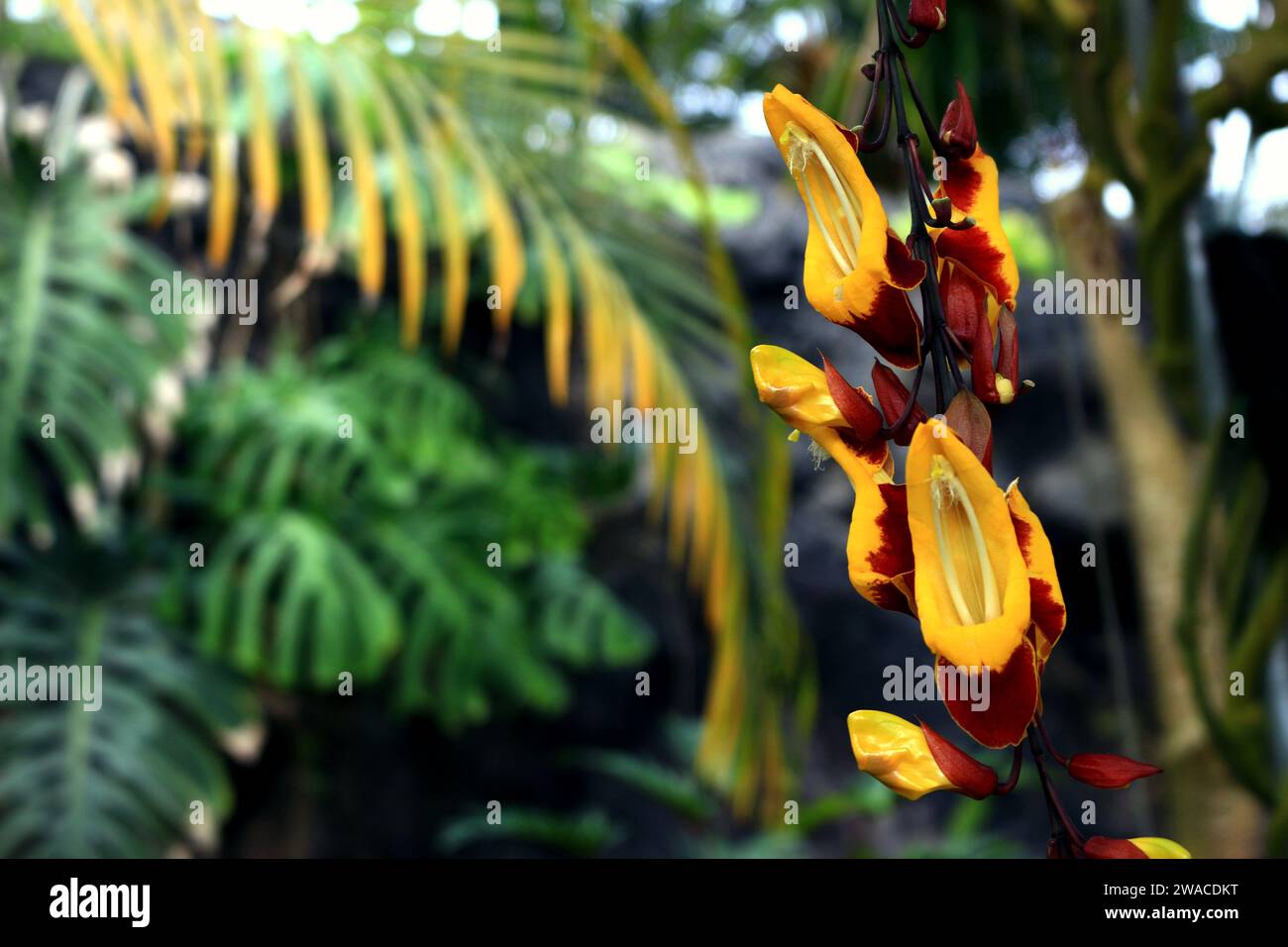 Strangely shaped Thunbergia mysolensis flowers blooming in a tropical forest Stock Photo