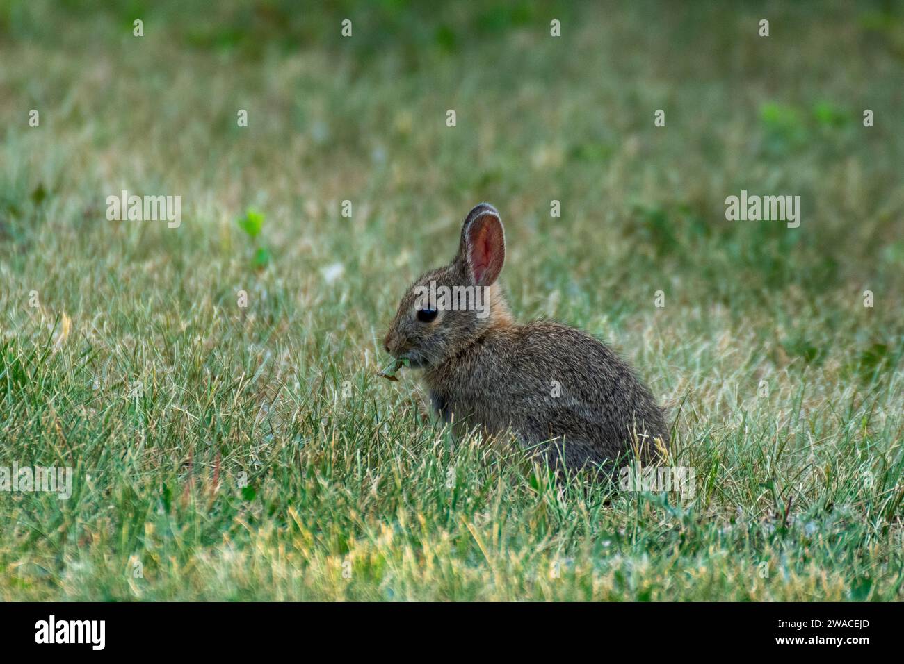 Adorable rabbit cute animal hi-res stock photography and images - Alamy