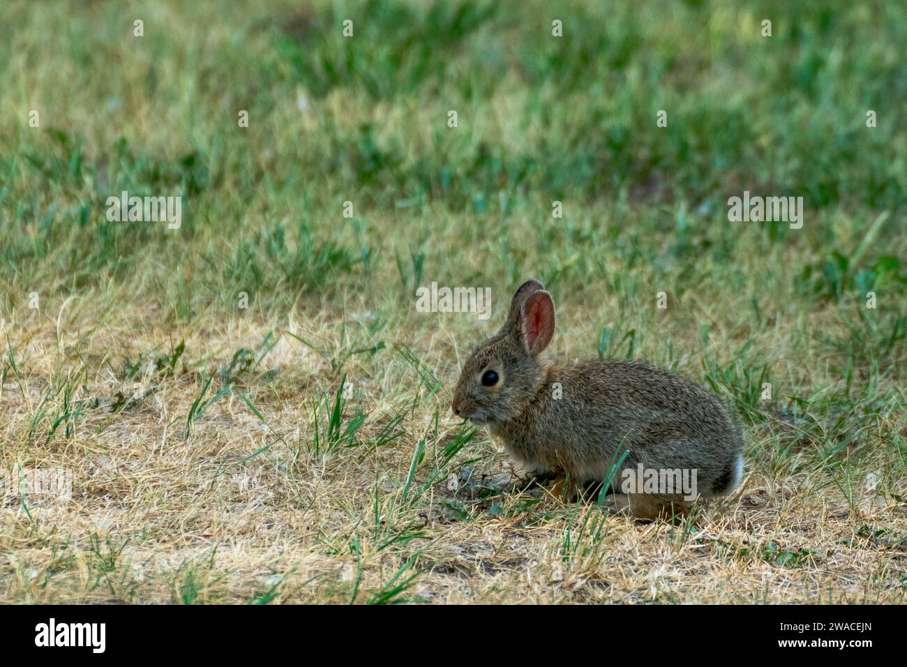 Adorable rabbit cute animal hi-res stock photography and images - Alamy