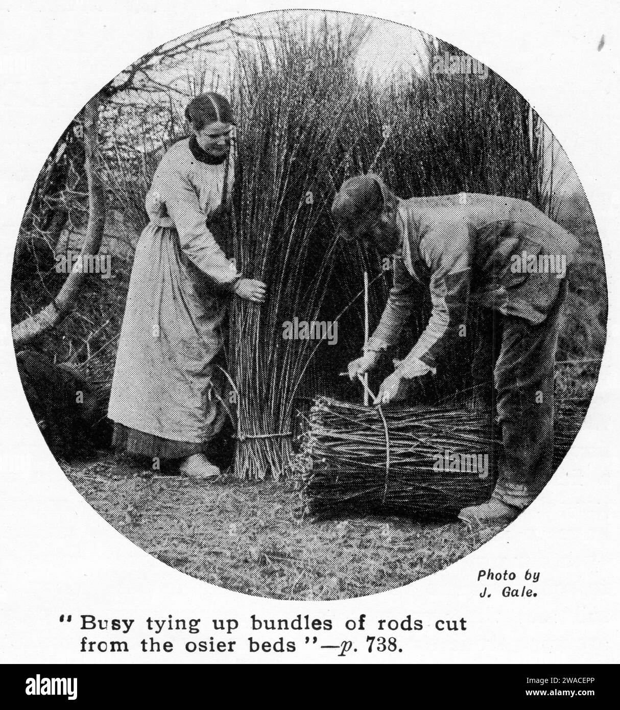 Halftone of a couple harvesting willow cane to make willow baskets, England, published circa 1913 Stock Photo