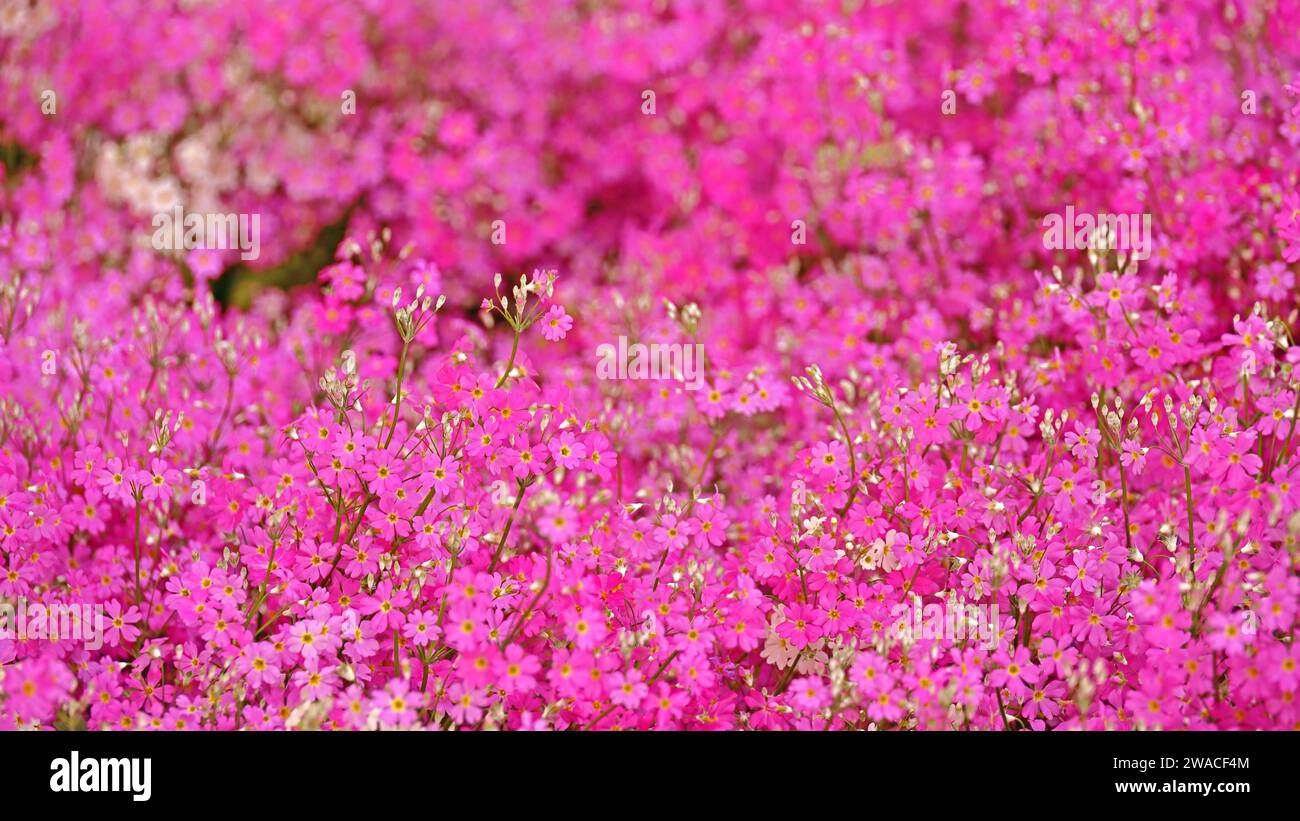 A close-up background photo of a pink moss phlox flower bed Stock Photo