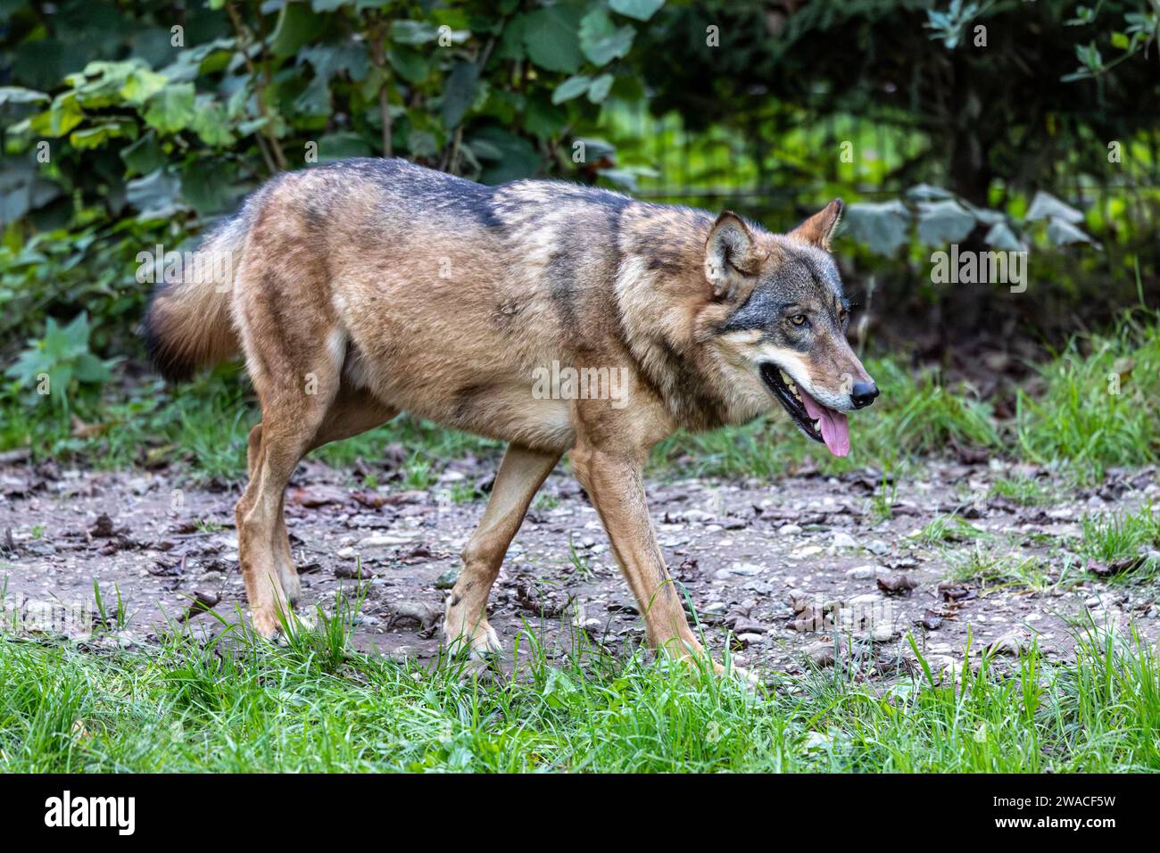 The wolf, Canis lupus, also known as the grey wolf or timber wolf is a ...