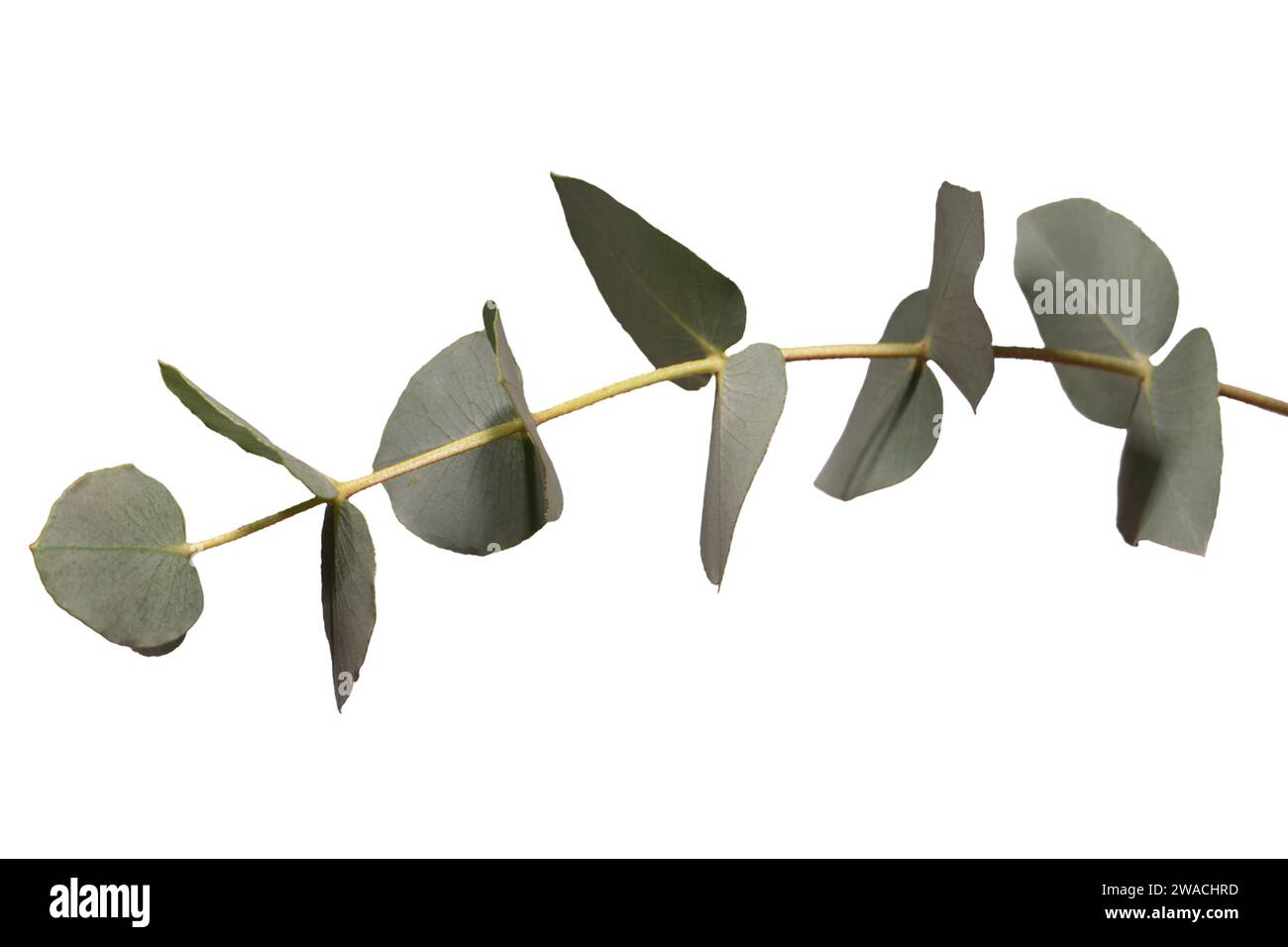 Fresh eucalyptus sprig isolated on a white background. Stock Photo