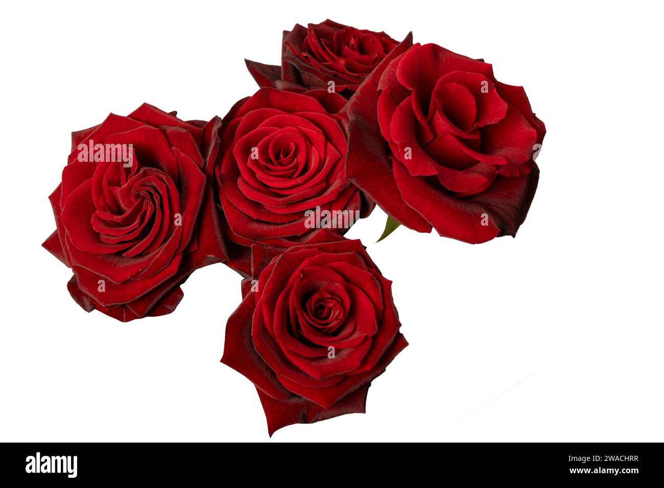 A bouquet of beautiful red roses isolated on a white background. Top view. Stock Photo