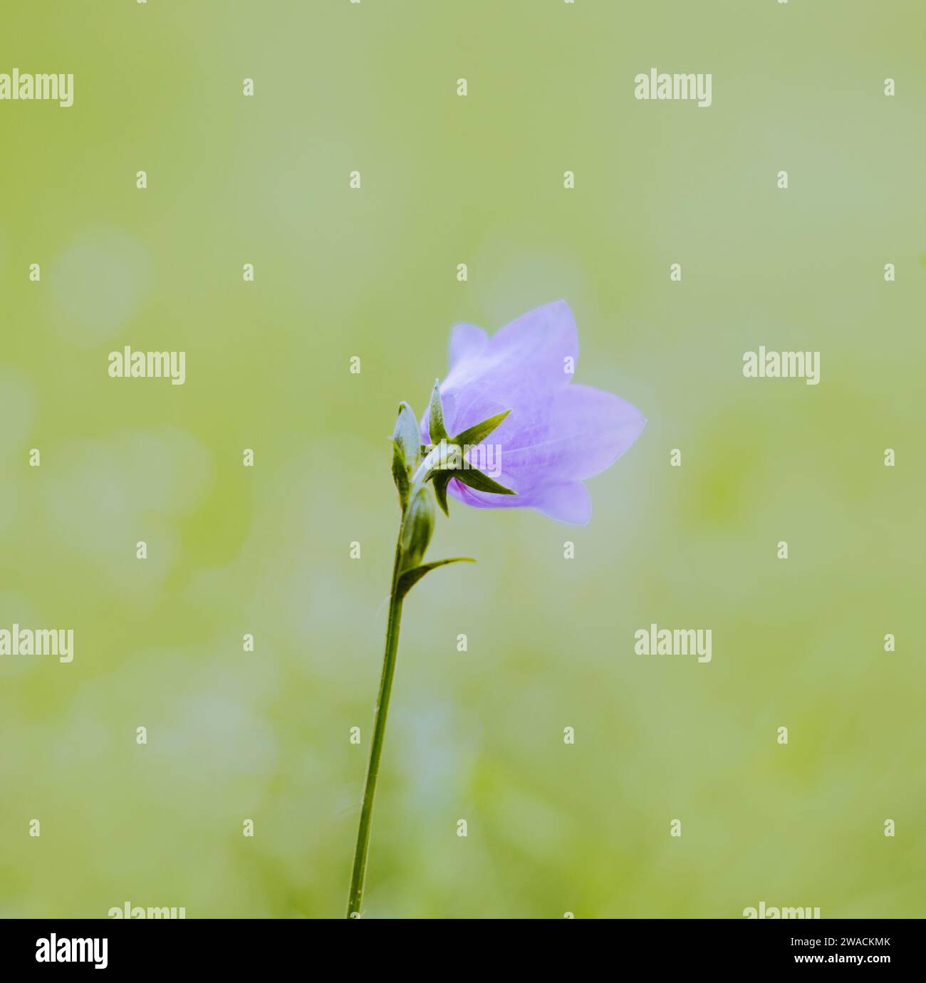 One tall flower on long stem hi-res stock photography and images - Alamy