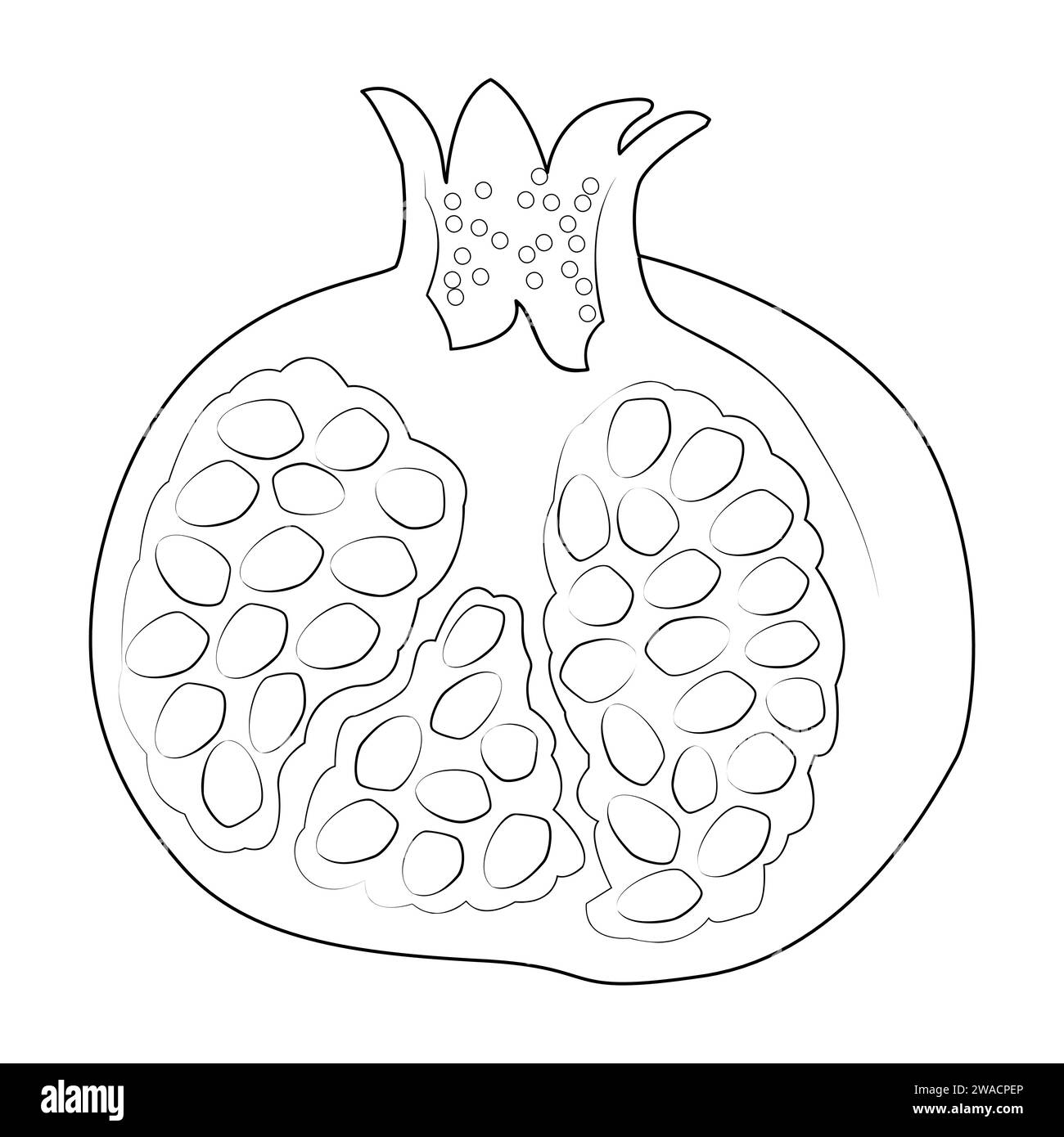 Pomegranate Illustration. Coloring page. Line Art. Stock Vector
