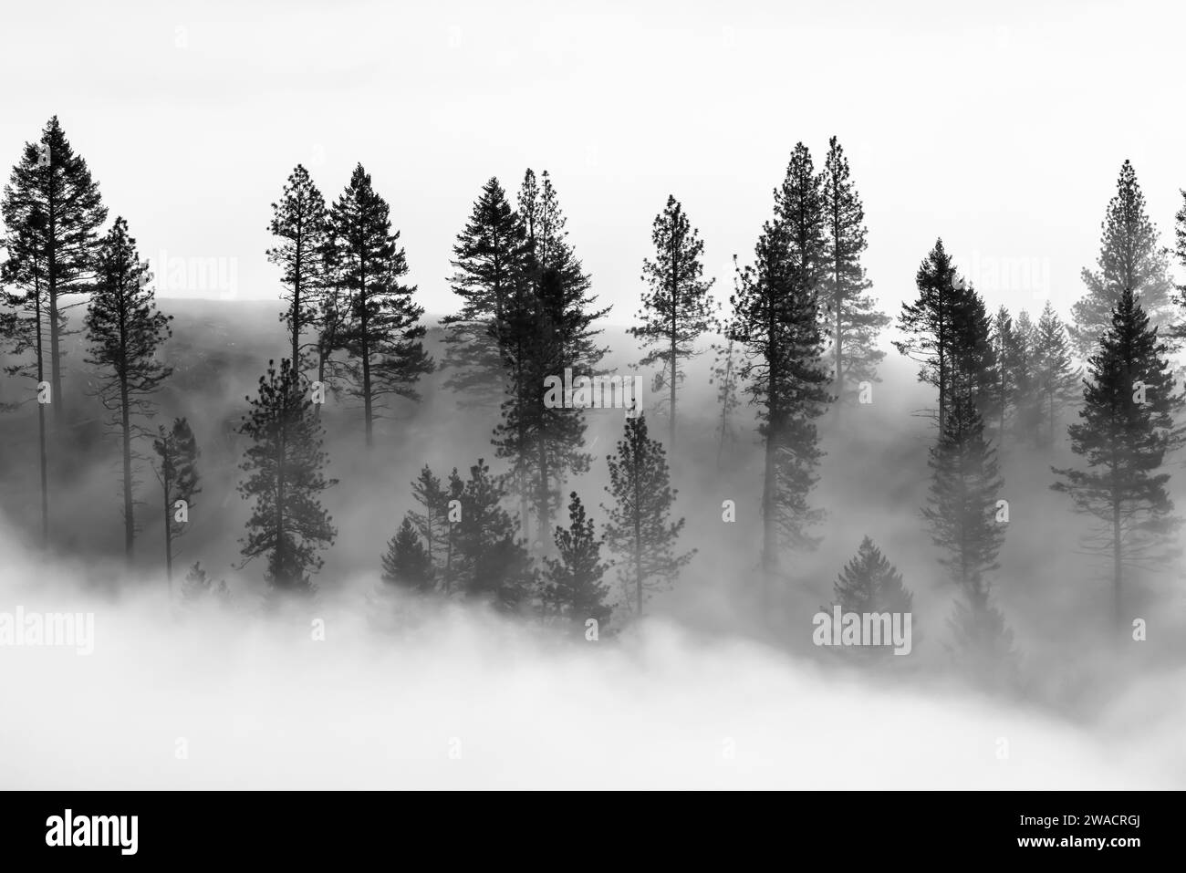 Conifer tree december Black and White Stock Photos & Images - Alamy