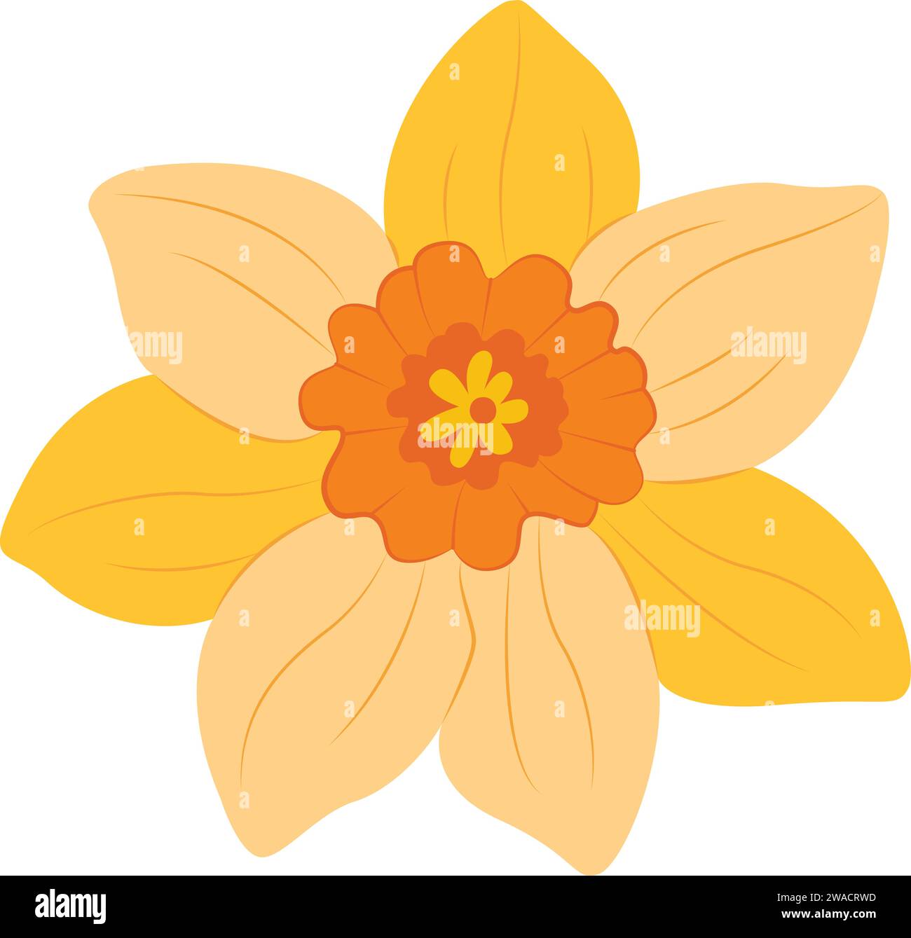 Yellow Narcissus. Daffodils floral botanical flower. Wild spring leaf wildflower isolated. Vector illustration.  Stock Vector