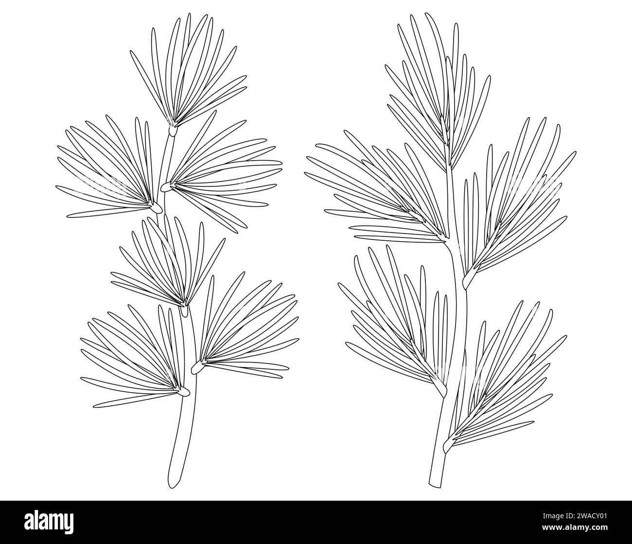 Christmas Larch, Pine, spruce branch, evergreen tree, fir, vector icon, winter plants, New Year wood, holiday decoration. Hand drawn illustration. Stock Vector