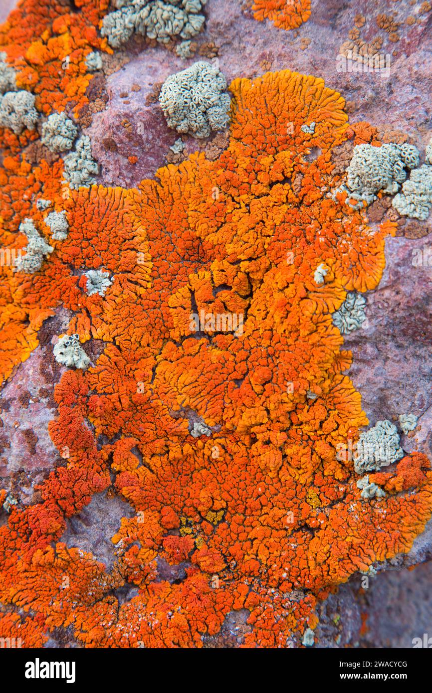 Lichen in Morman Dan Canyon, Calico Mountains Wilderness, Black Rock Desert High Rock Canyon Emigrant Trails National Conservation Area, Nevada Stock Photo