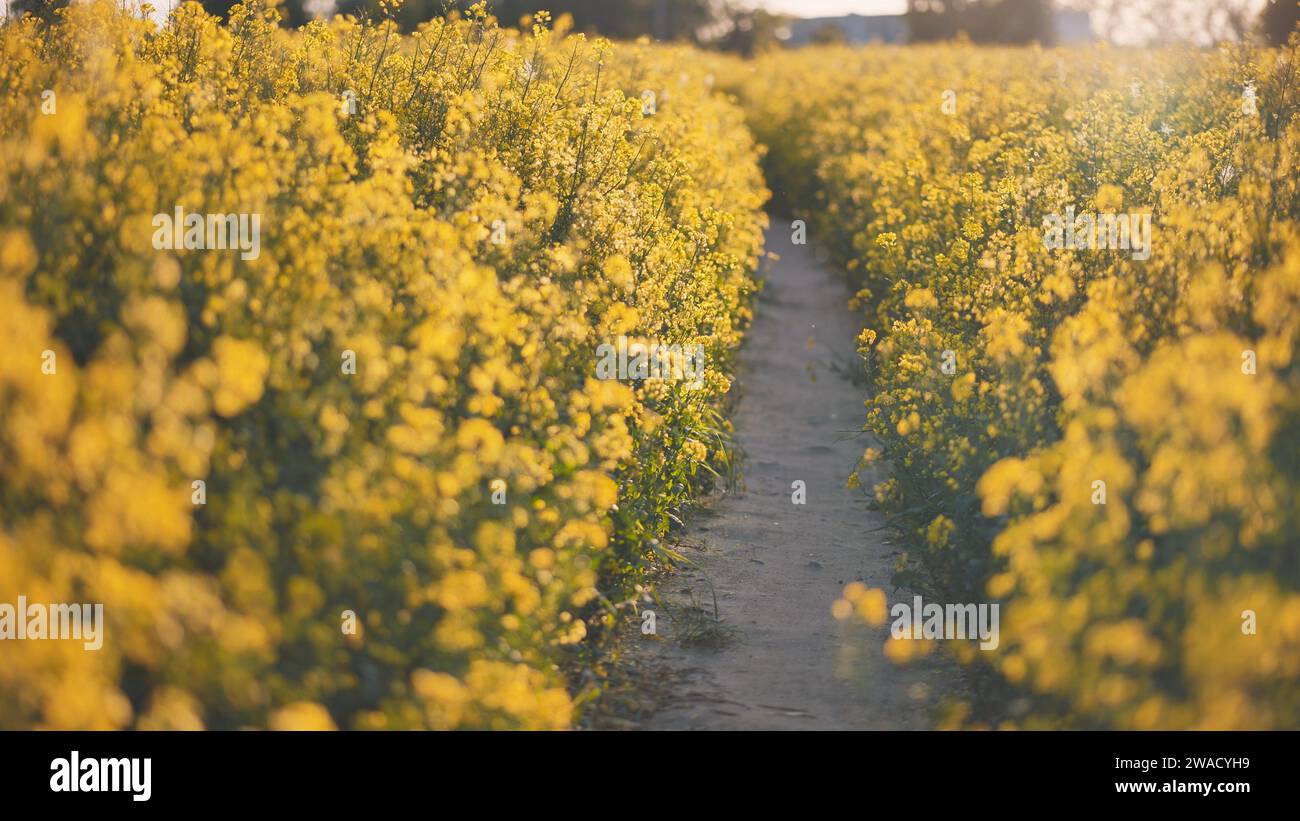 Canola rapeseed field sunset hi-res stock photography and images - Alamy
