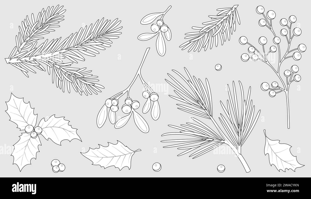 Holly leaf Black and White Stock Photos & Images Alamy