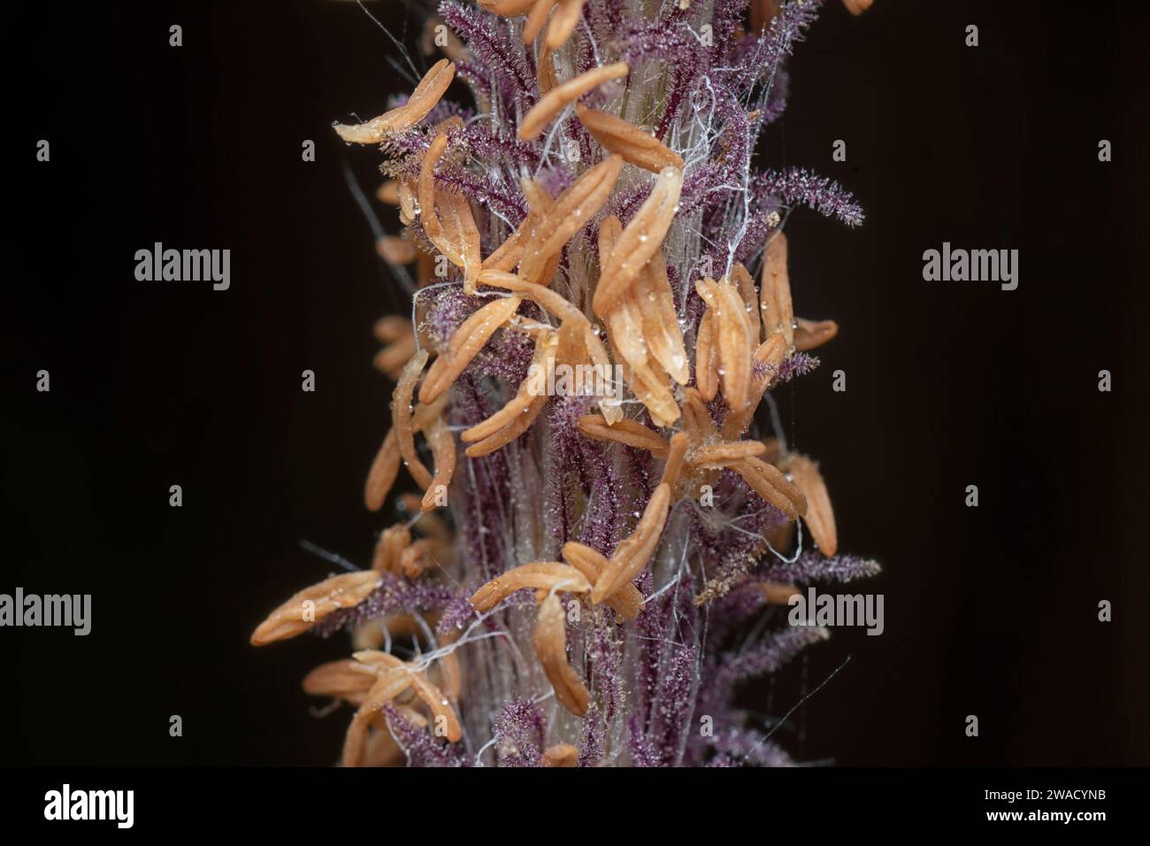 close up shot of the dried imperata cylindric grass. Stock Photo