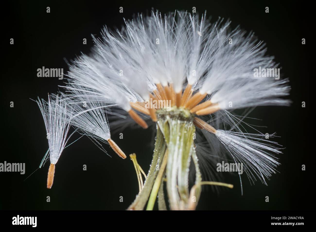 close shot the white dried cyanthillium cinereum flower. Stock Photo
