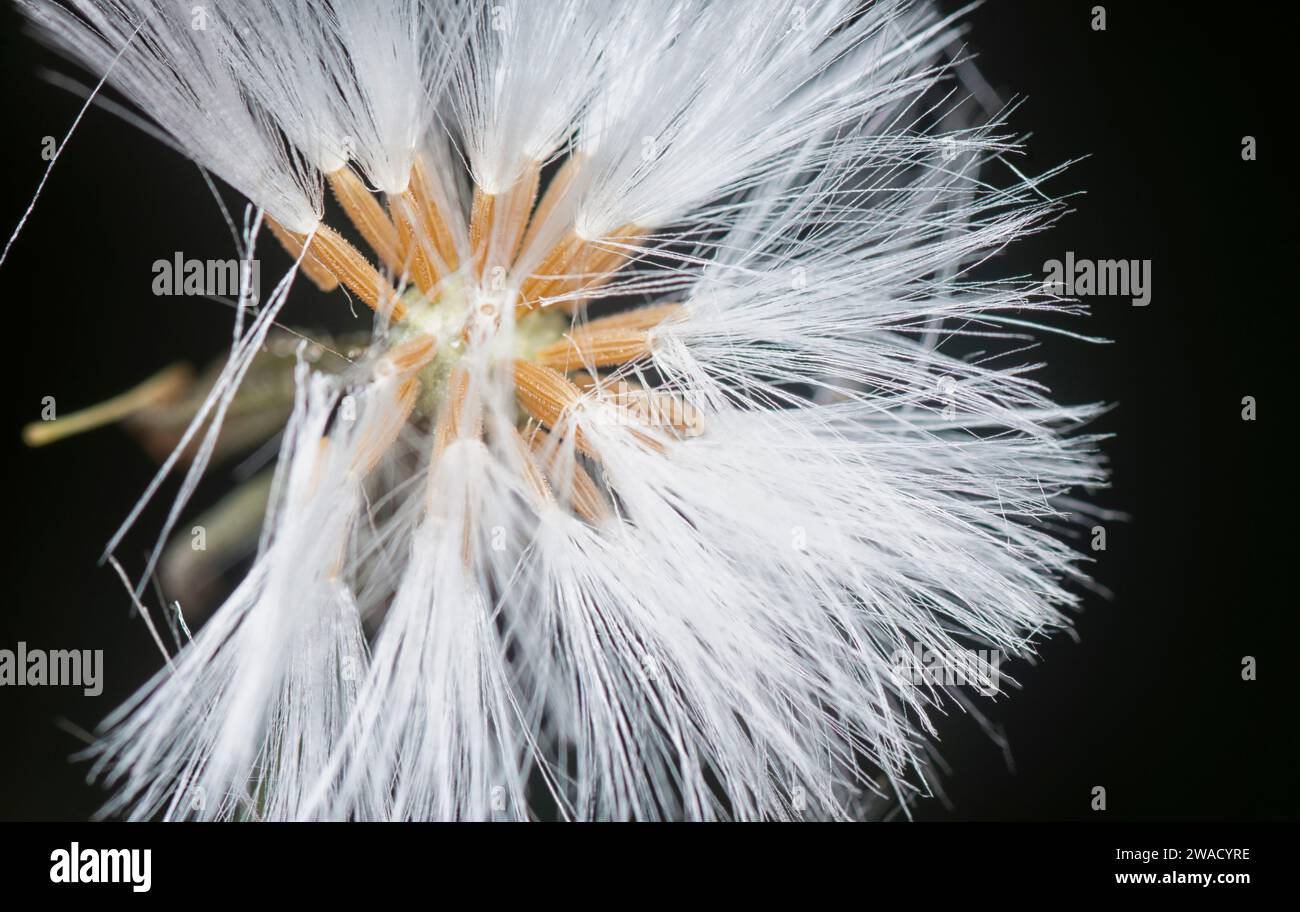 close shot the white dried cyanthillium cinereum flower. Stock Photo