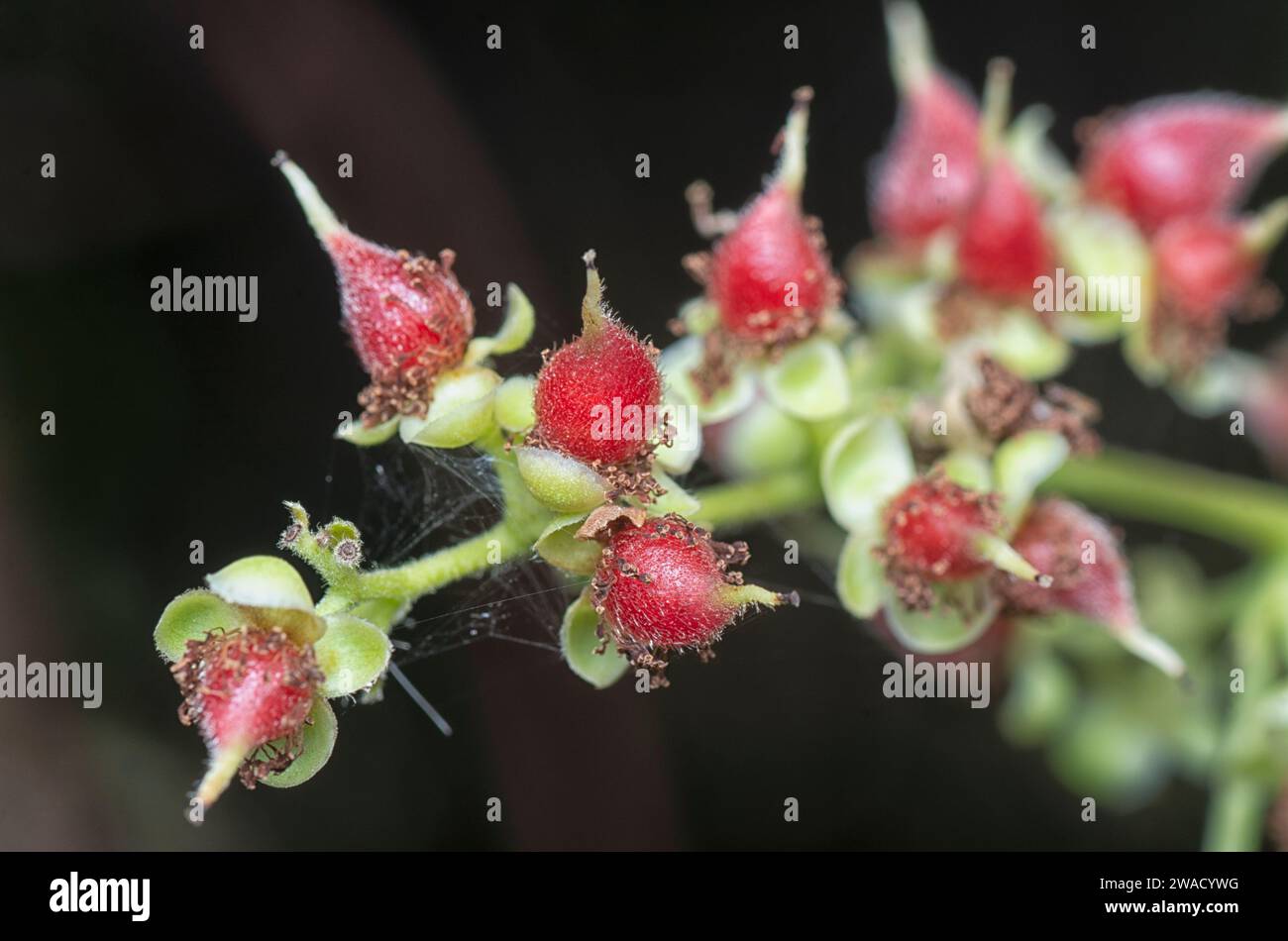 close shot cluster of the tetracera sarmentosa flower plant. Stock Photo