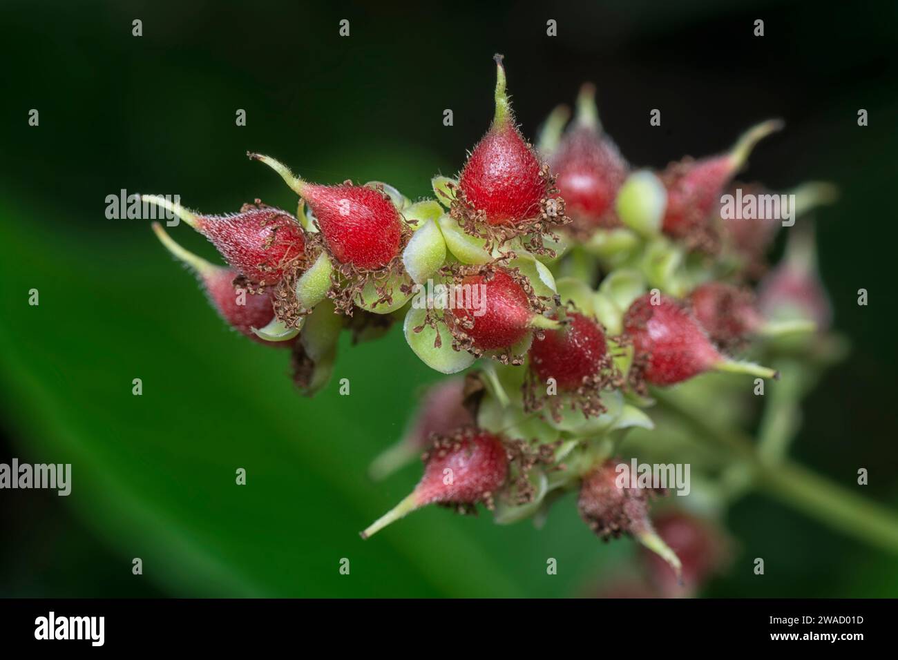 close shot cluster of the tetracera sarmentosa flower plant. Stock Photo