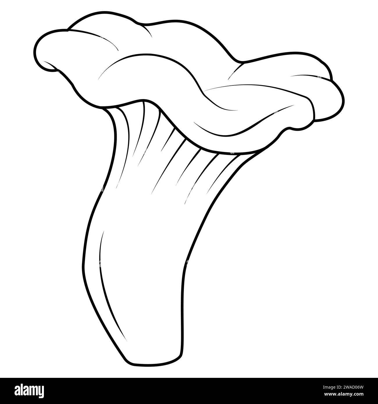 Chanterelles Mushrooms Black and white isolated. Vintage. Coloring page. Vector illustration