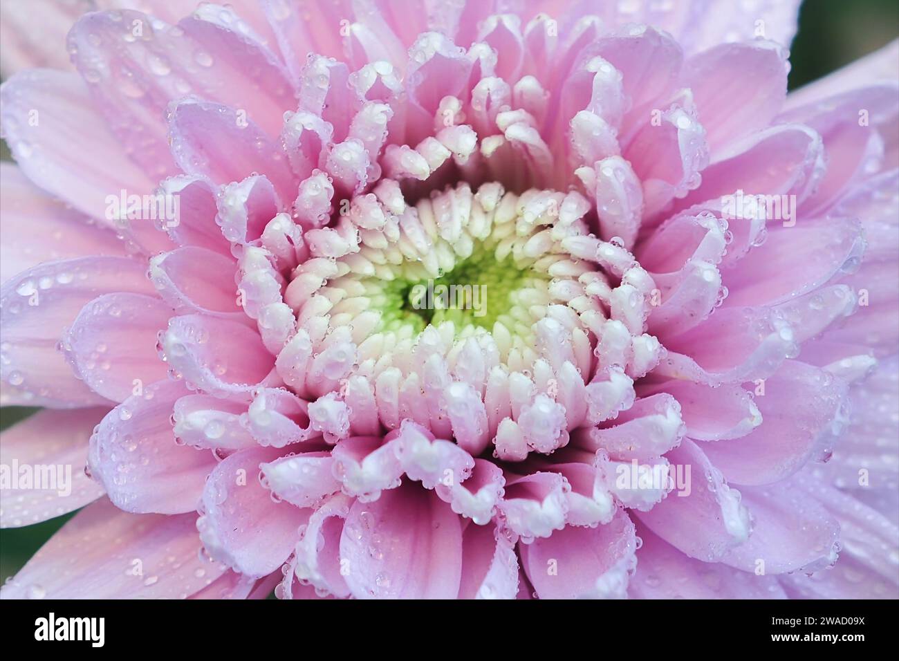 Pink Chrysanthemum Flower Petals in close-up photos Stock Photo