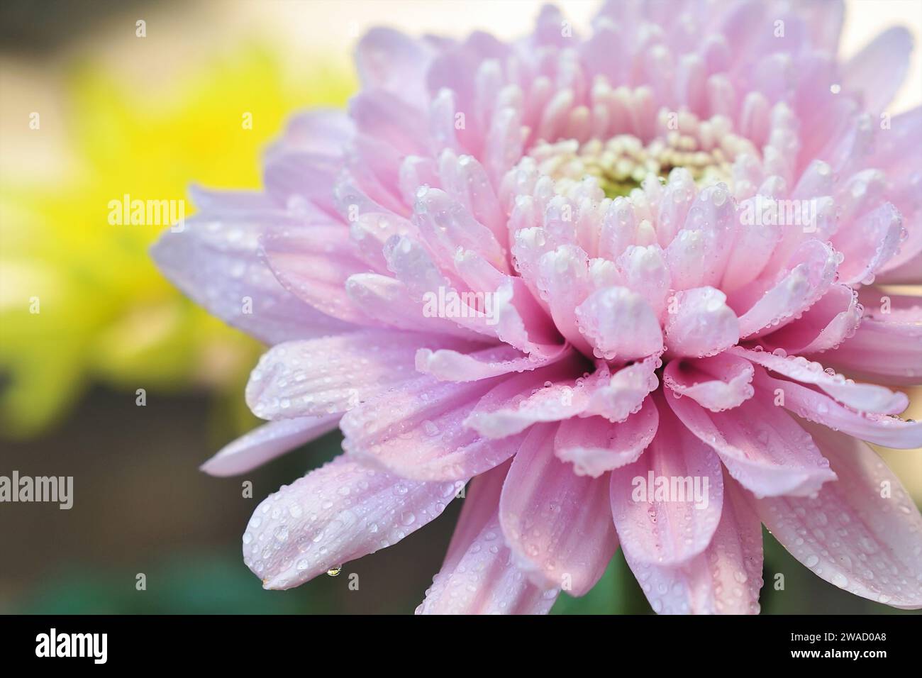 Pink Chrysanthemum Flower Petals in close-up photos Stock Photo