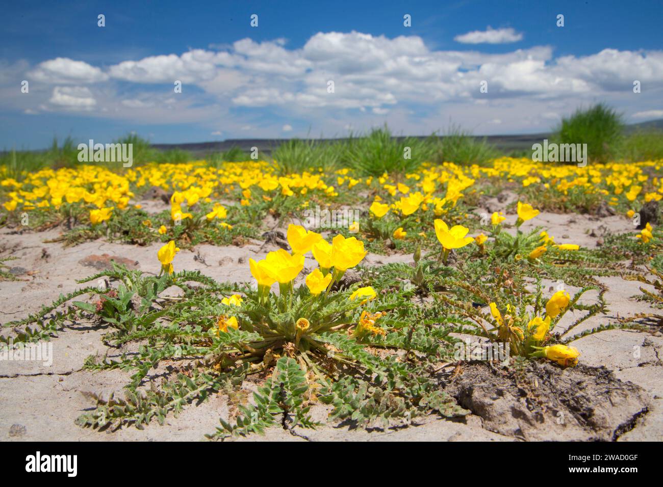 Primrose at Swan Reservoir, Sheldon National Wildlife Refuge, Nevada Stock Photo