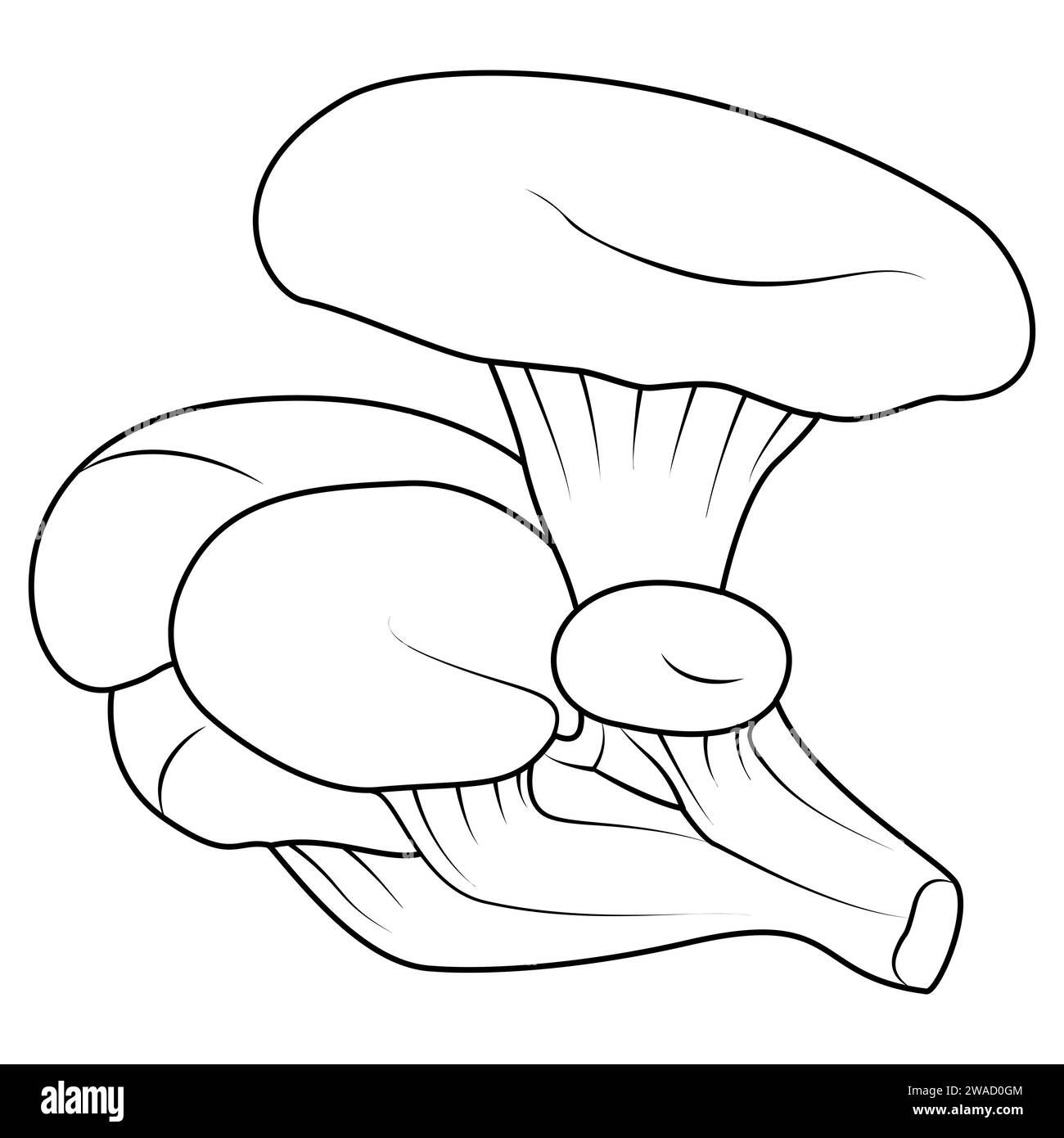 Oyster mushrooms. Black and white isolated. Vintage. Coloring page