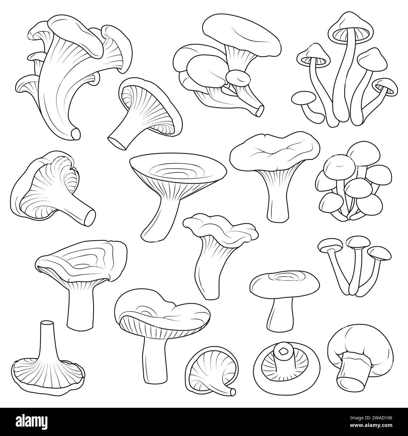 Various mushrooms set. Morel. Agaric and Shimeji. Champignon and Porcini. white button isolated. Vintage. Coloring page. Vector illustration. Stock Vector