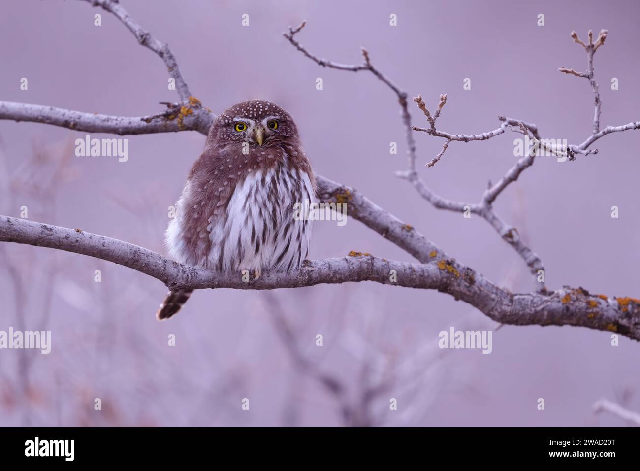 Northern pygmy owl perched on a branch Stock Photo