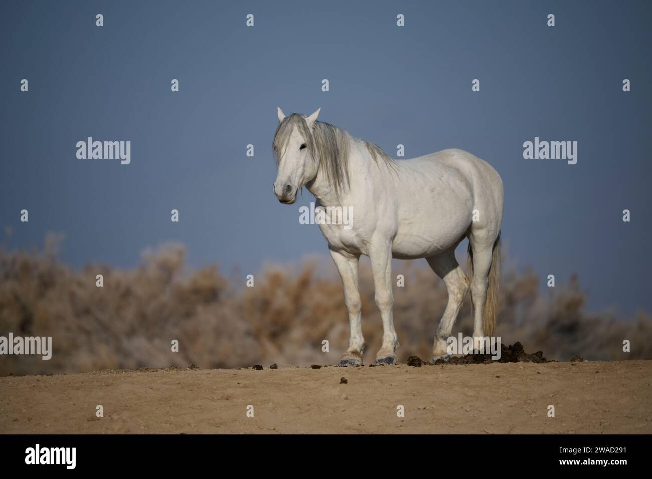 Wild horses in Utah Stock Photo