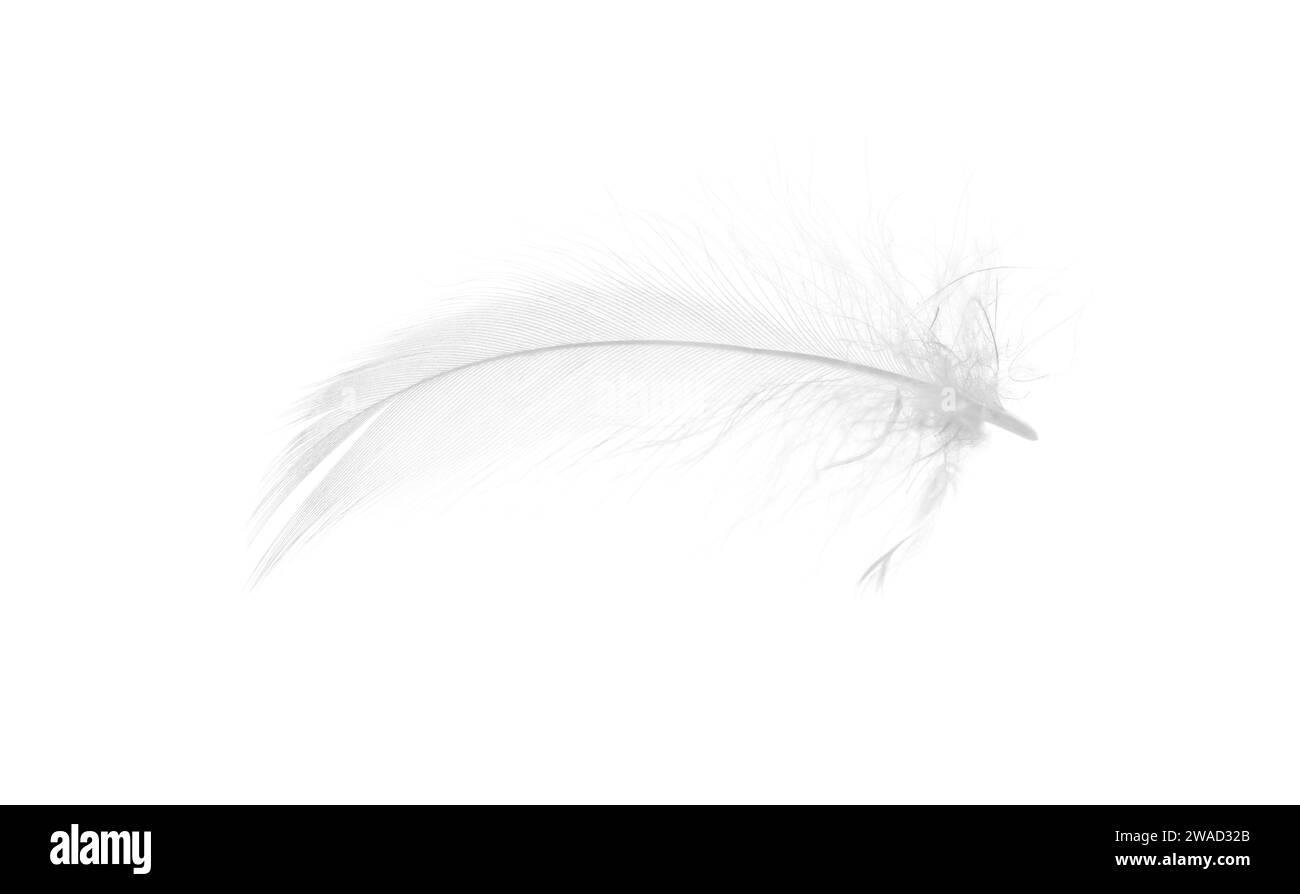 Beautiful fluffy bird feather isolated on white Stock Photo - Alamy