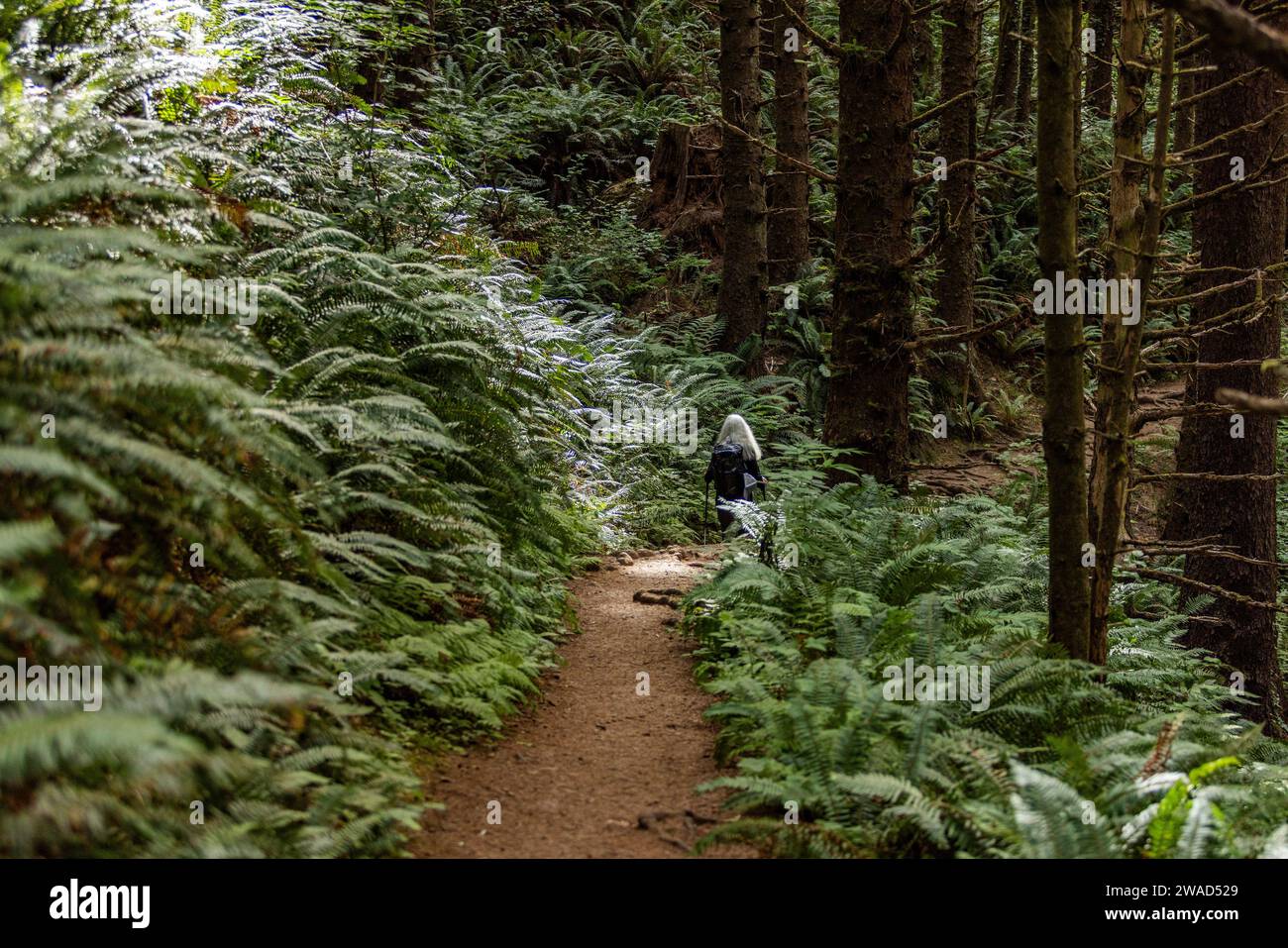 Woman walking on path in forest Stock Photo