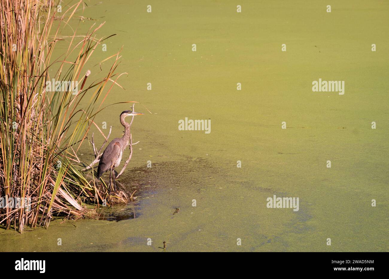 A heron standing beside reed on the edge of a green surface of a pond filled with algae. Herons are long-legged, long-necked, freshwater and coastal Stock Photo