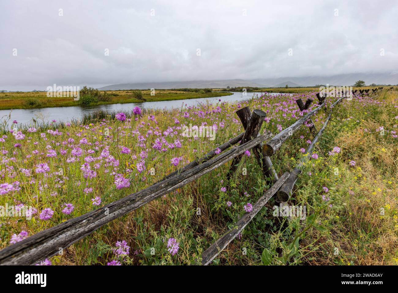 Pink wildflowers and wooden fence along river Stock Photo