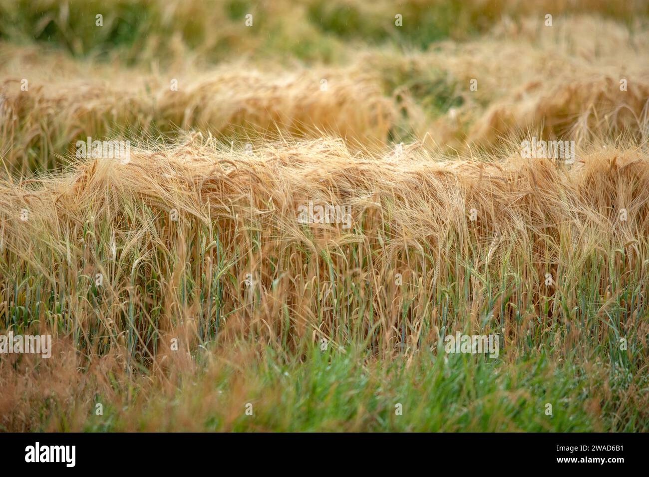 Close-up of cereal field in summer Stock Photo