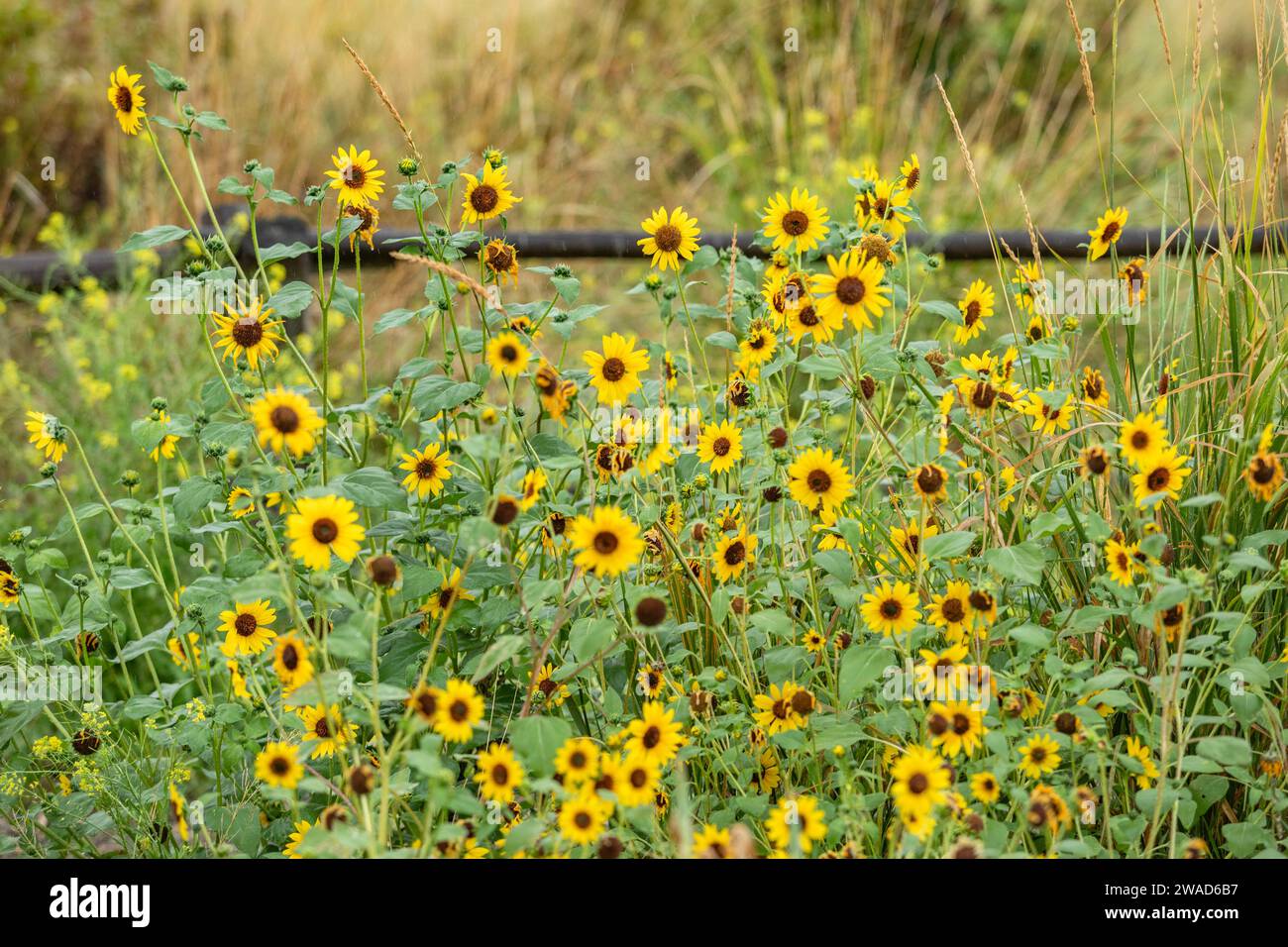 Close-up of blooming yellow wildflowers Stock Photo