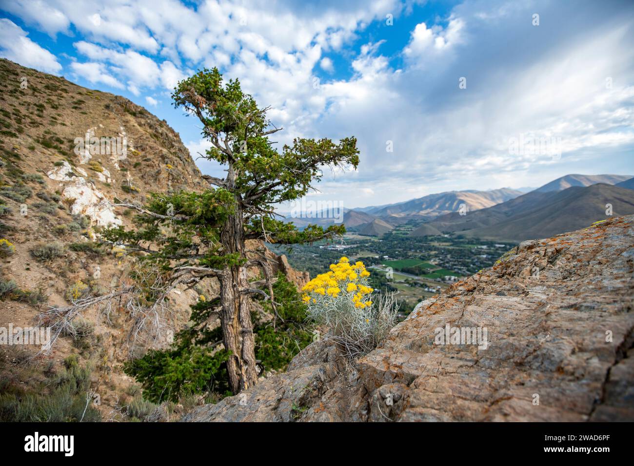 USA, Idaho, Hailey, Wildflowers and tree along Carbonate Mountain trail Stock Photo