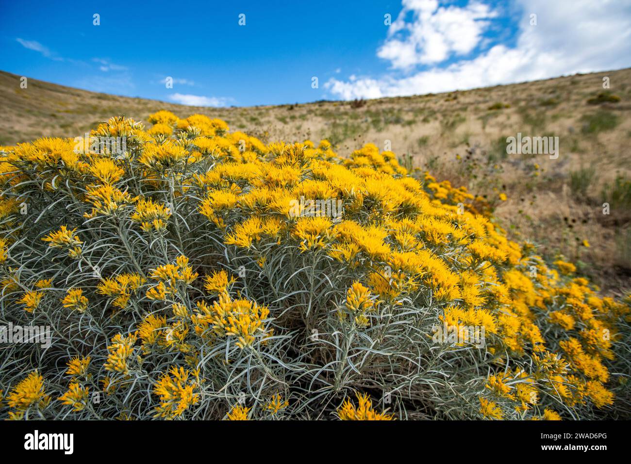 USA, Idaho, Hailey, Yellow wildflowers along Carbonate Mountain trail Stock Photo