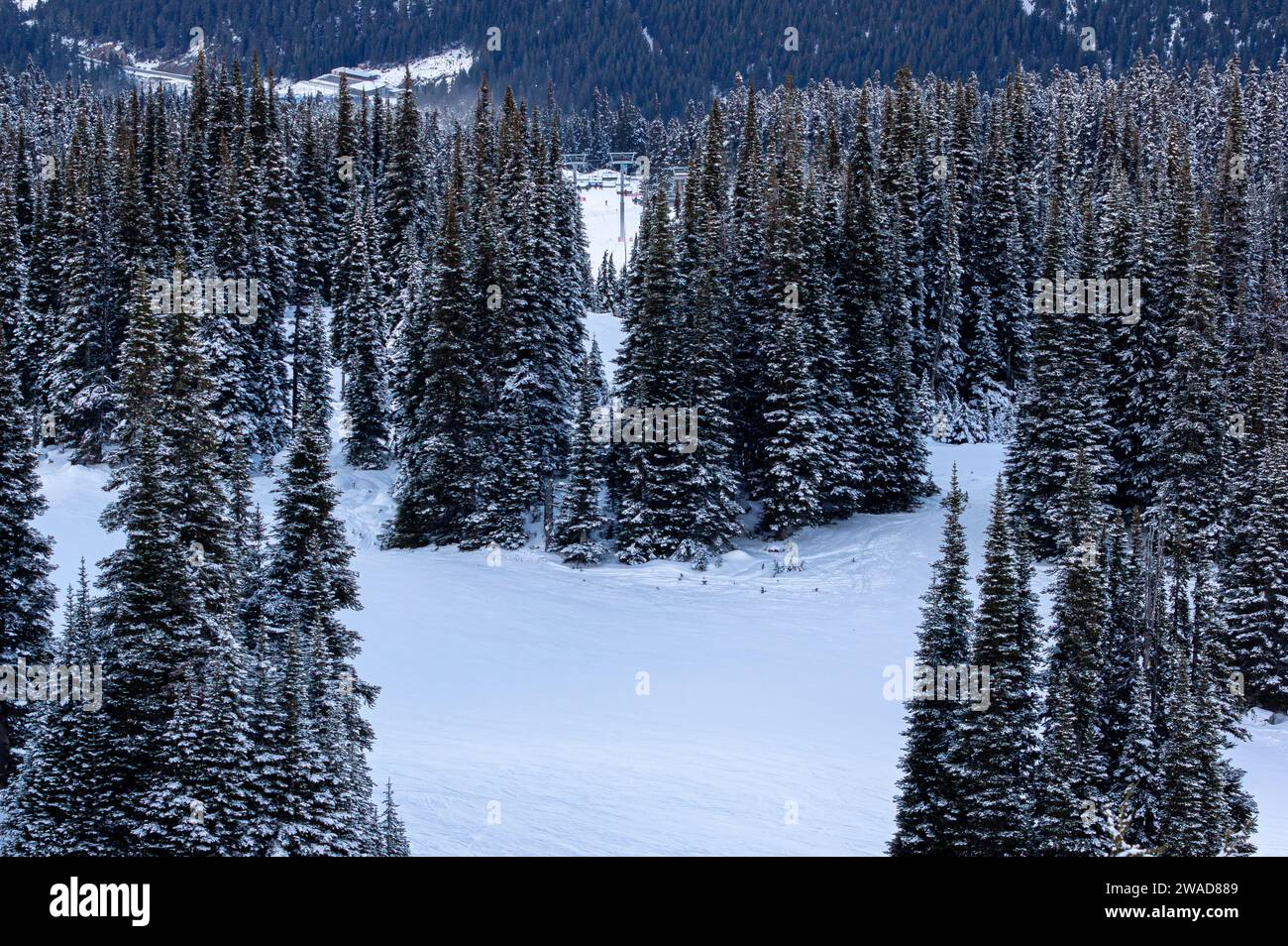 Snow-powdered trees surrounding a ski track and ski trails in Whistler Mountain, BC, Canada. Stock Photo