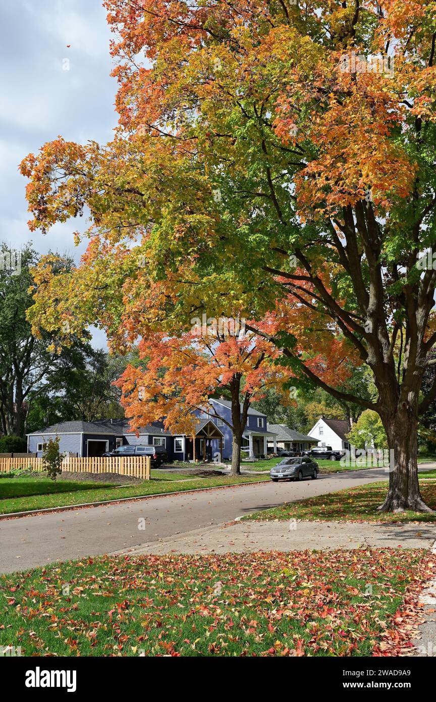 Glen Ellyn, Illinois, USA. Autumn arrives in suburban Chicago evidenced by the turning colors of tree leaves and the accumulation of fallen leaves. Stock Photo