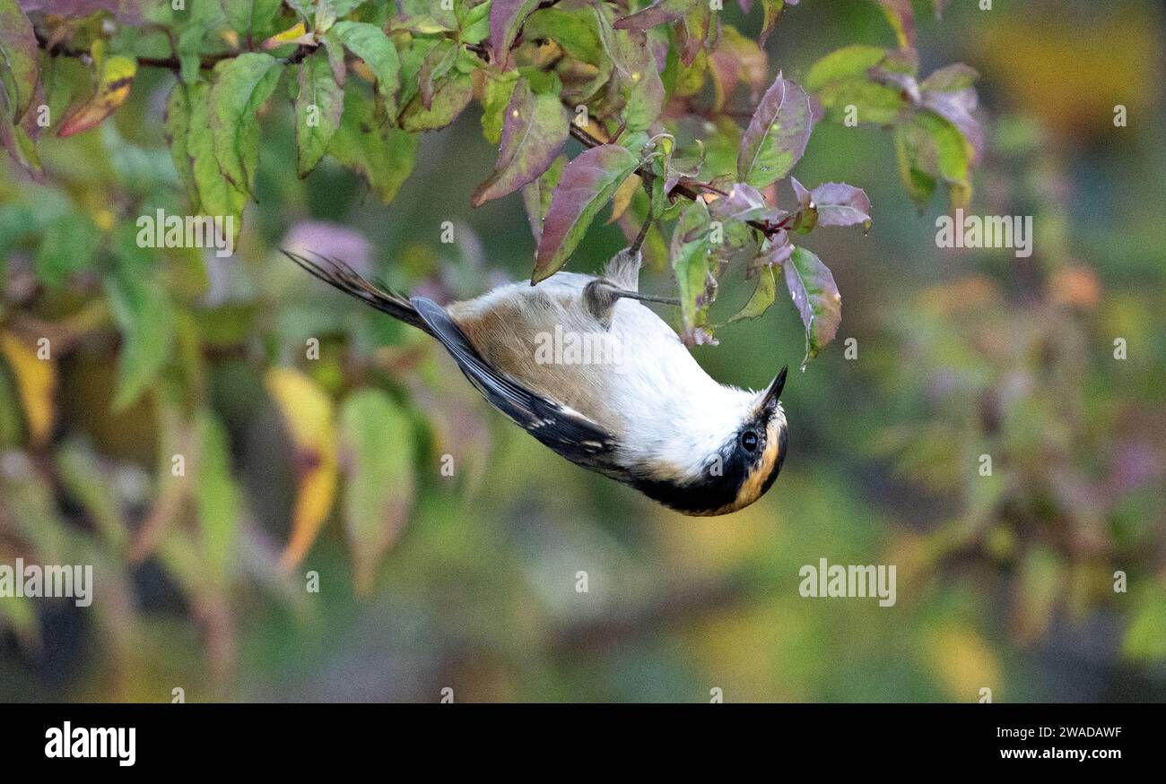 bird upside down perched on a tree, thorn tailed rayadito Stock Photo