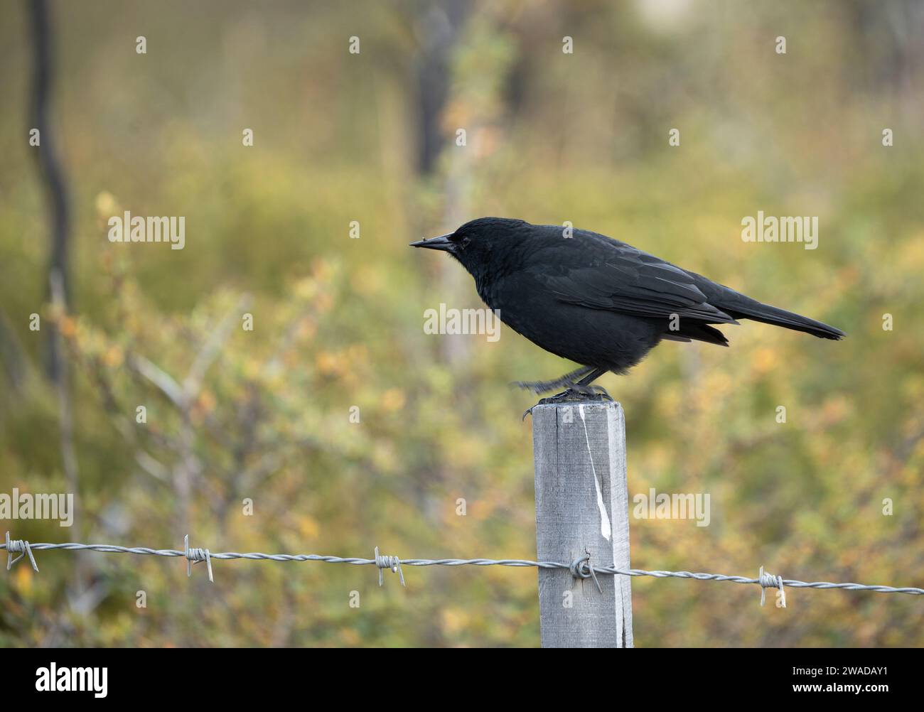 Austral blackbird standing on a fence Stock Photo